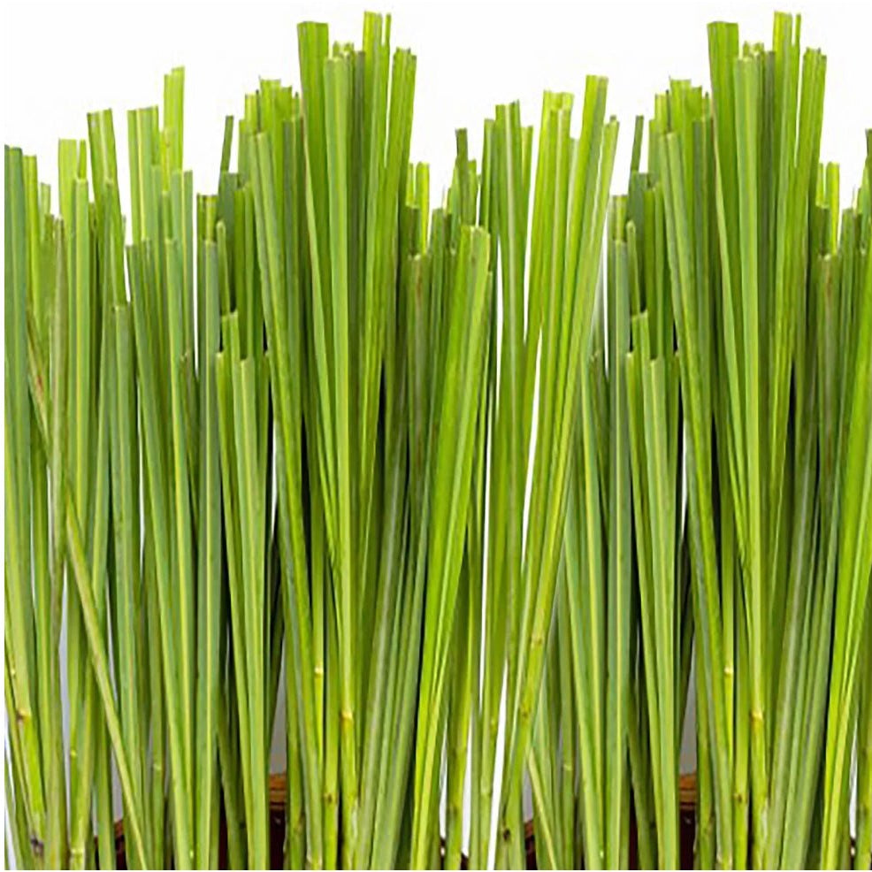 Canvas Citronella Essential Oil - Elegant Beauty - Canvas