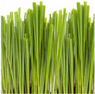 Canvas Citronella Essential Oil - Elegant Beauty - Canvas