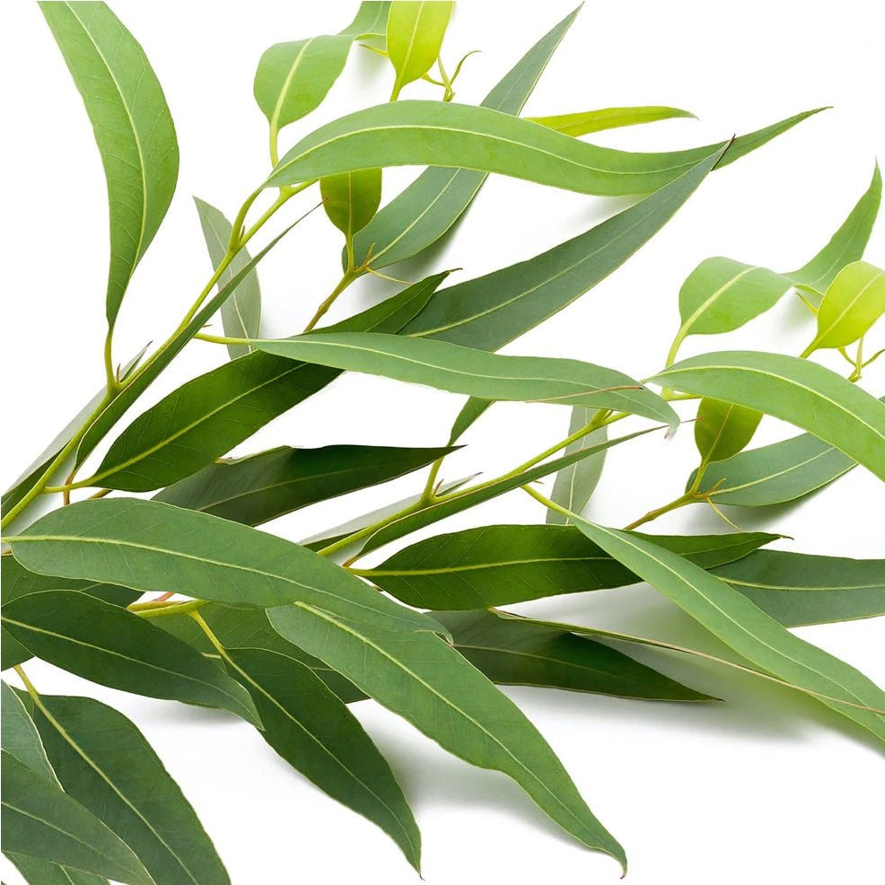 Canvas Eucalyptus Essential Oil Organic - Elegant Beauty - Canvas