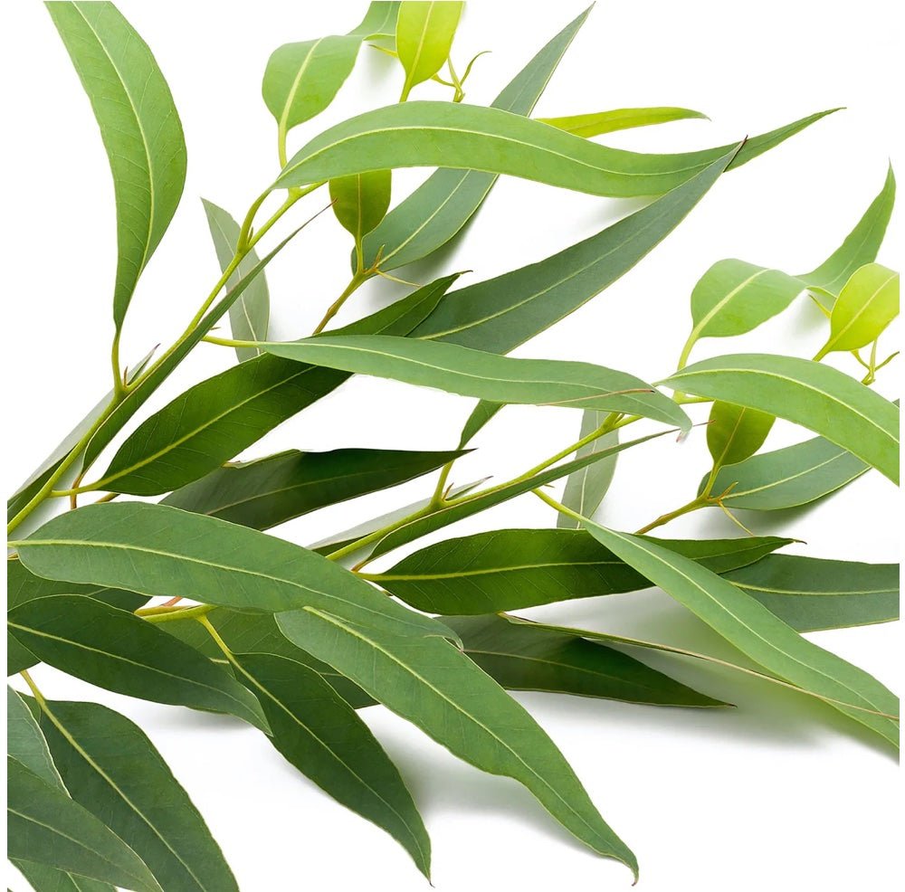 Canvas Eucalyptus Essential Oil Organic - Elegant Beauty - Canvas