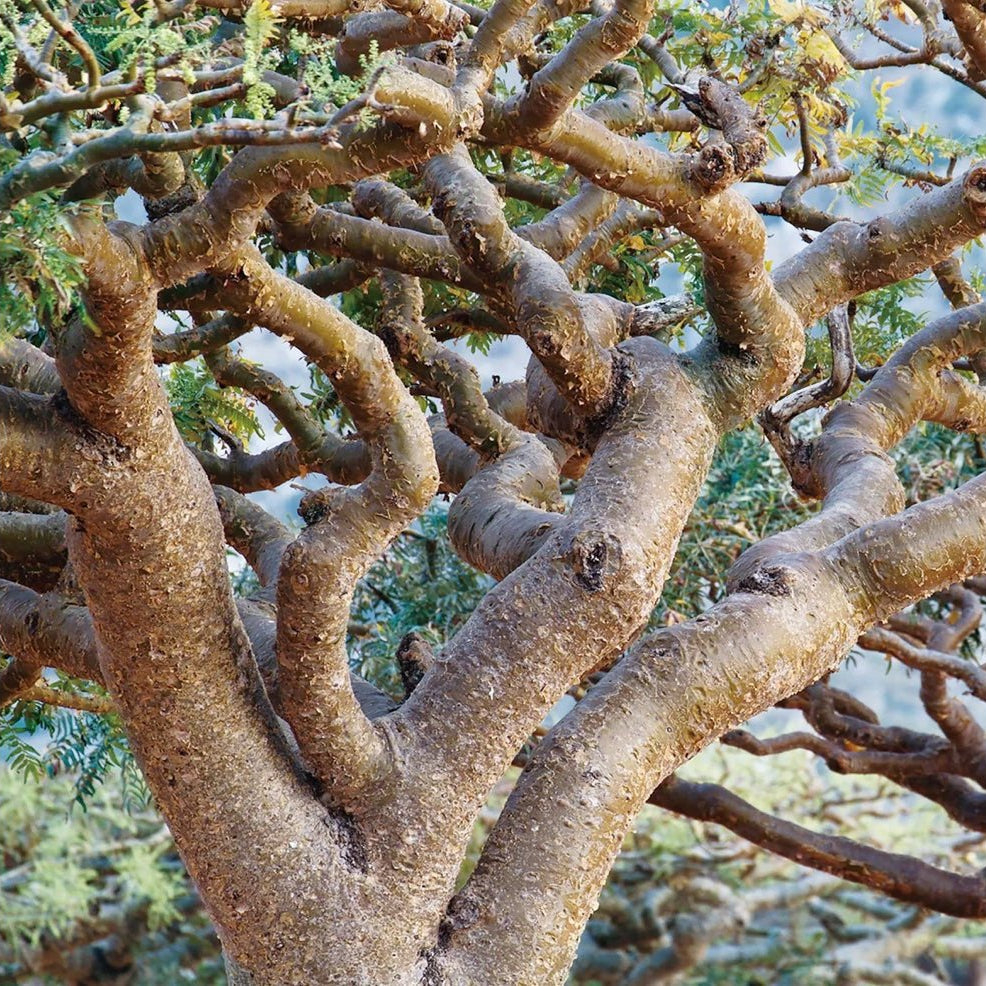 Canvas Frankincense Essential Oil - Elegant Beauty - Canvas