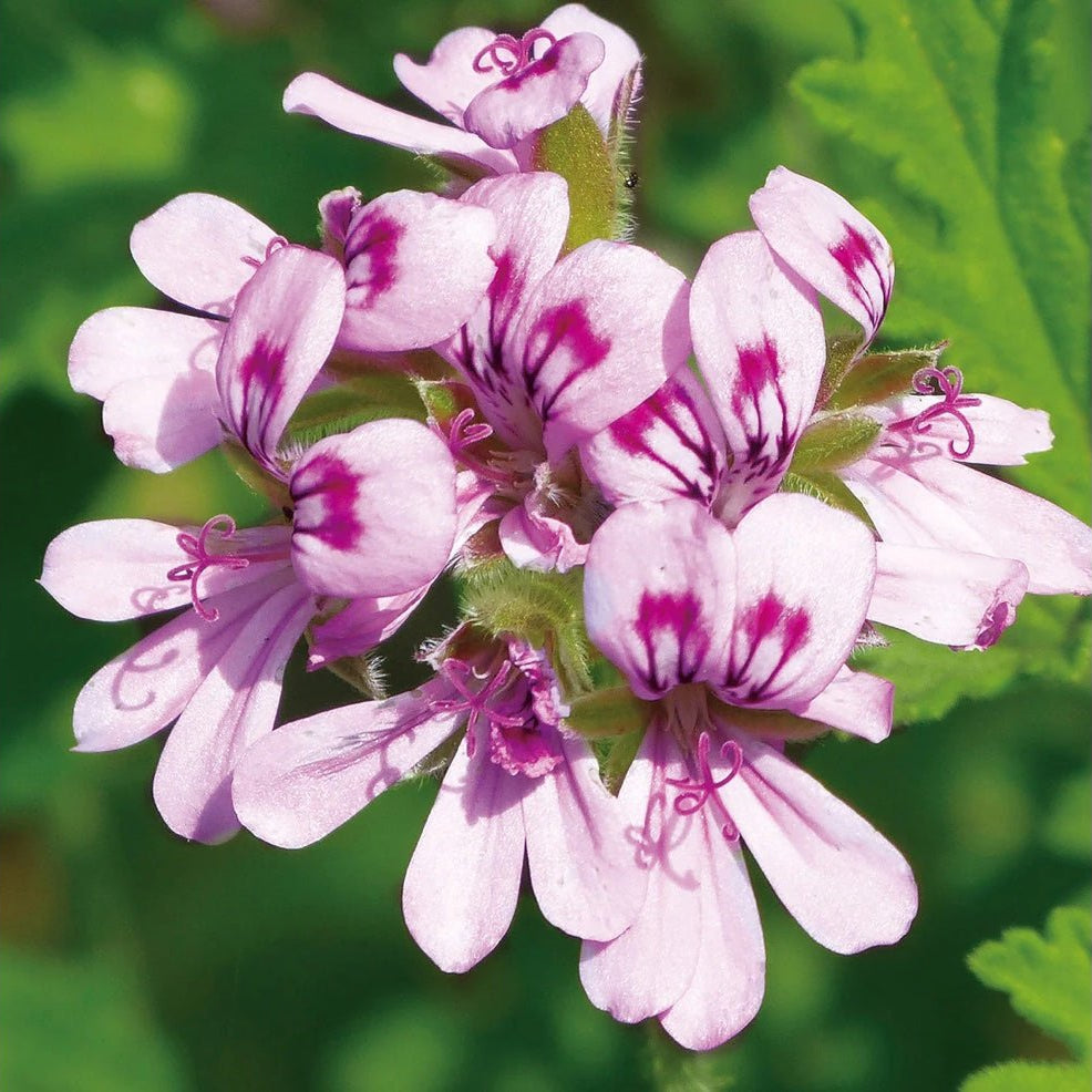 Canvas Geranium Egyptian Essential Oil Organic - Elegant Beauty - Canvas