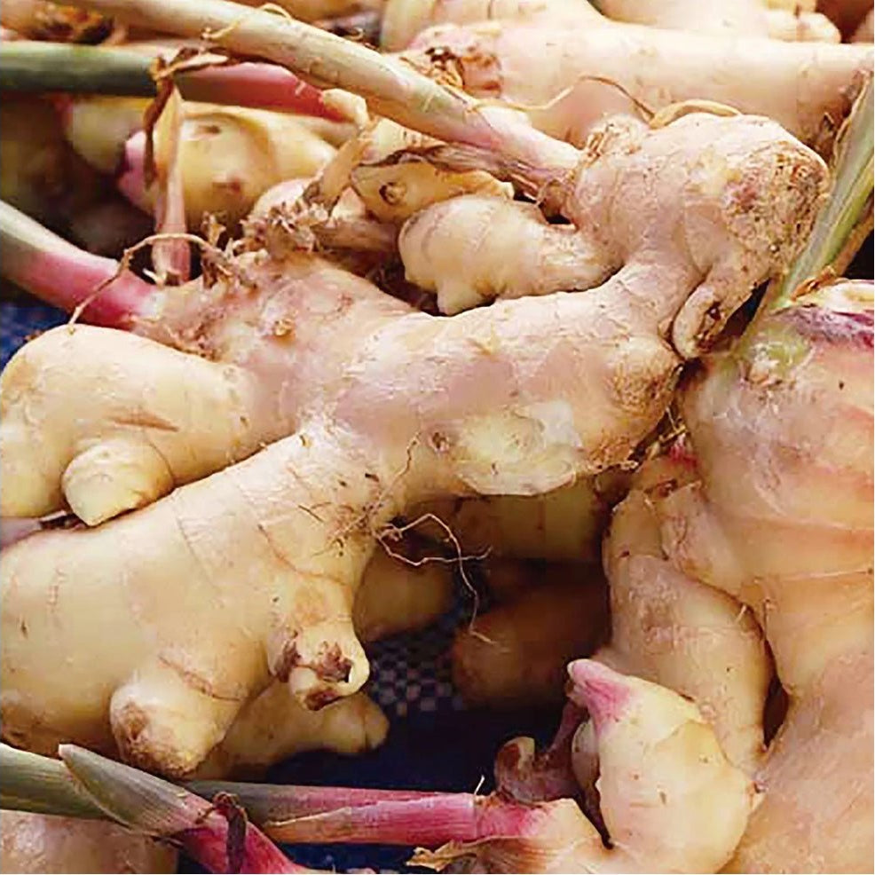 Canvas Ginger Essential Oil - Elegant Beauty - Canvas