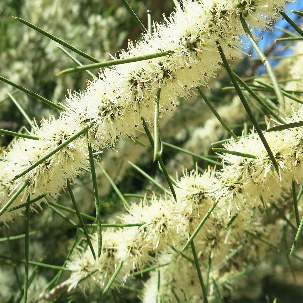 Canvas Honey Myrtle Oil - Elegant Beauty - Canvas