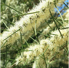 Canvas Honey Myrtle Oil - Elegant Beauty - Canvas