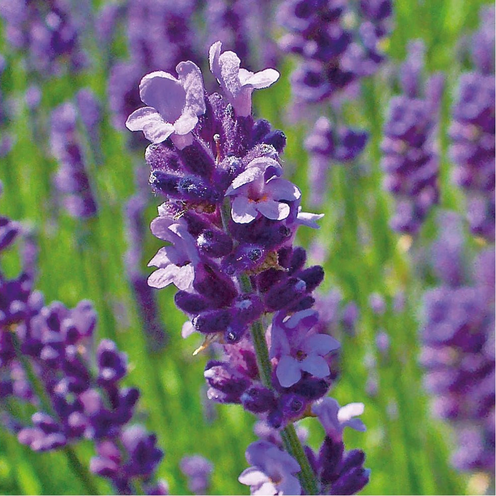 Canvas Lavender Essential Oil Organic - Elegant Beauty - Canvas