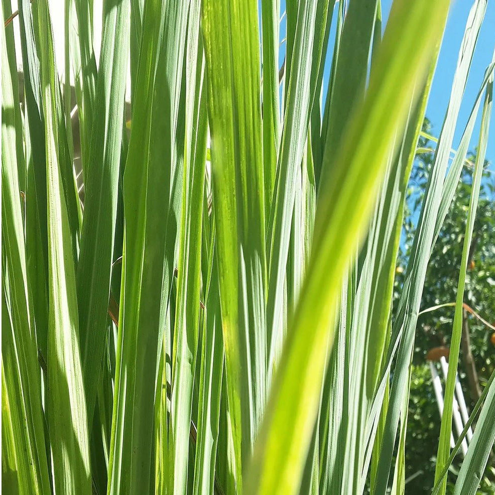 Canvas Lemongrass Nepal Essential Oil Organic - Elegant Beauty - Canvas