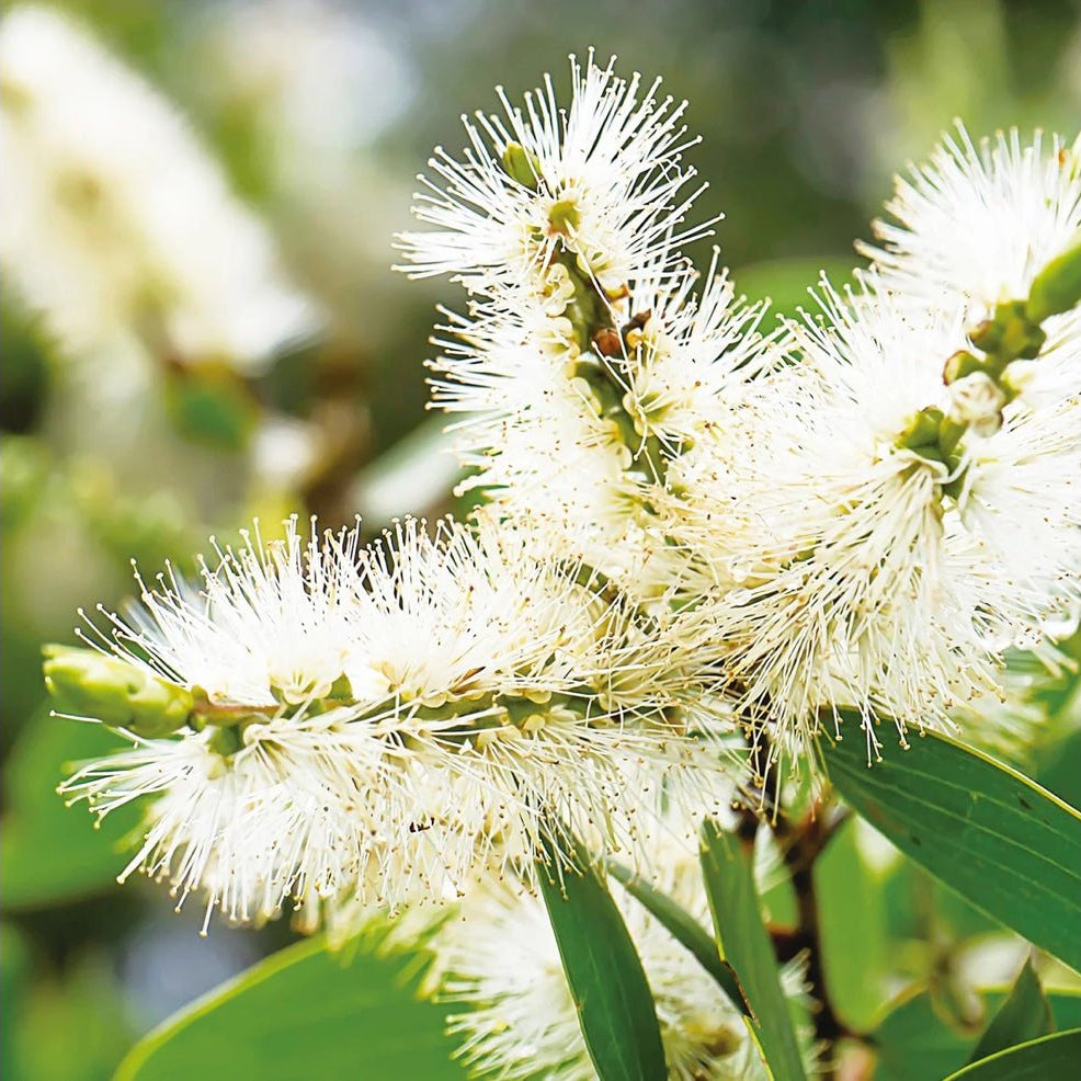 Canvas Niaouli Essential Oil - Elegant Beauty - Canvas