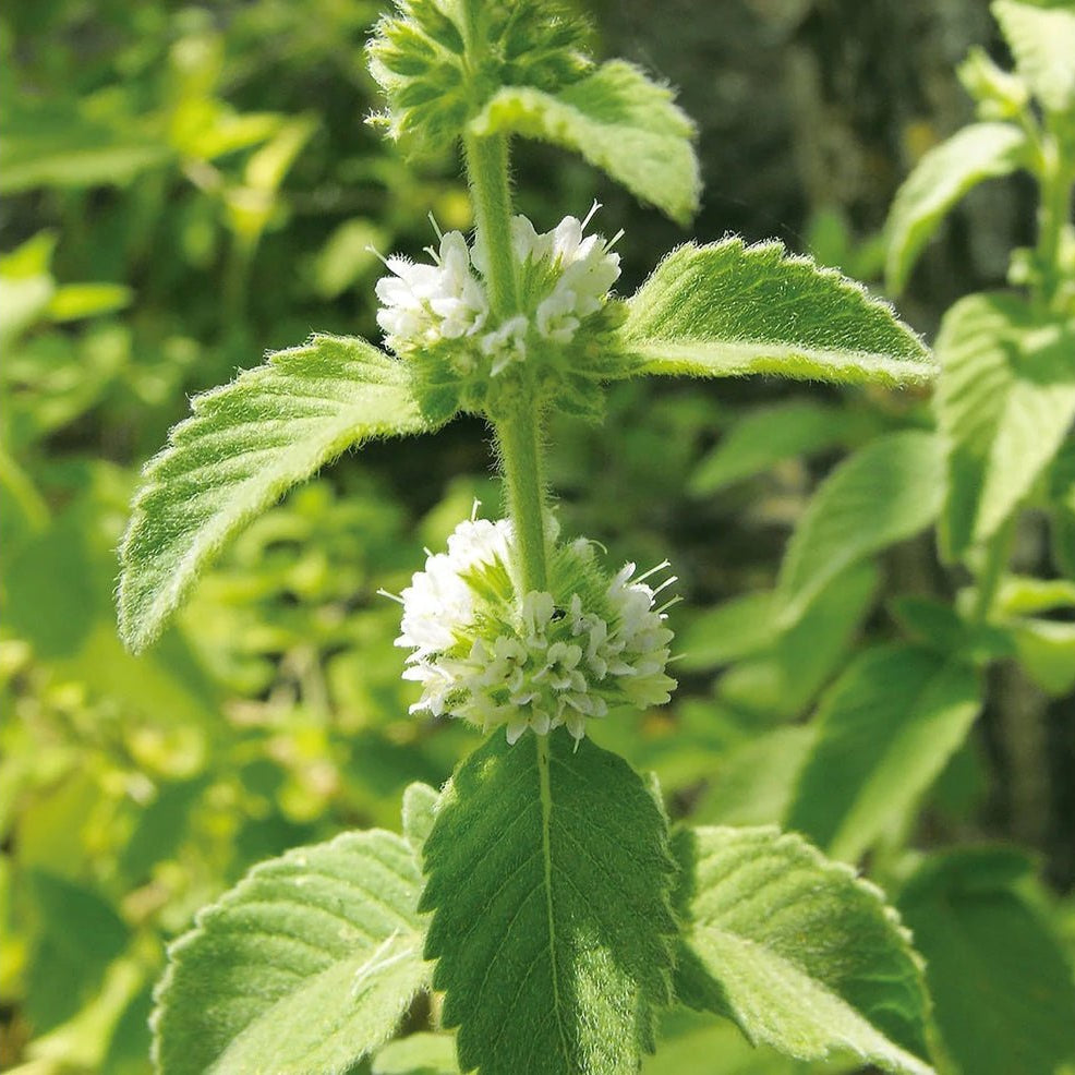 Canvas Peppermint Arvensis Essential Oil Organic - Elegant Beauty - Canvas