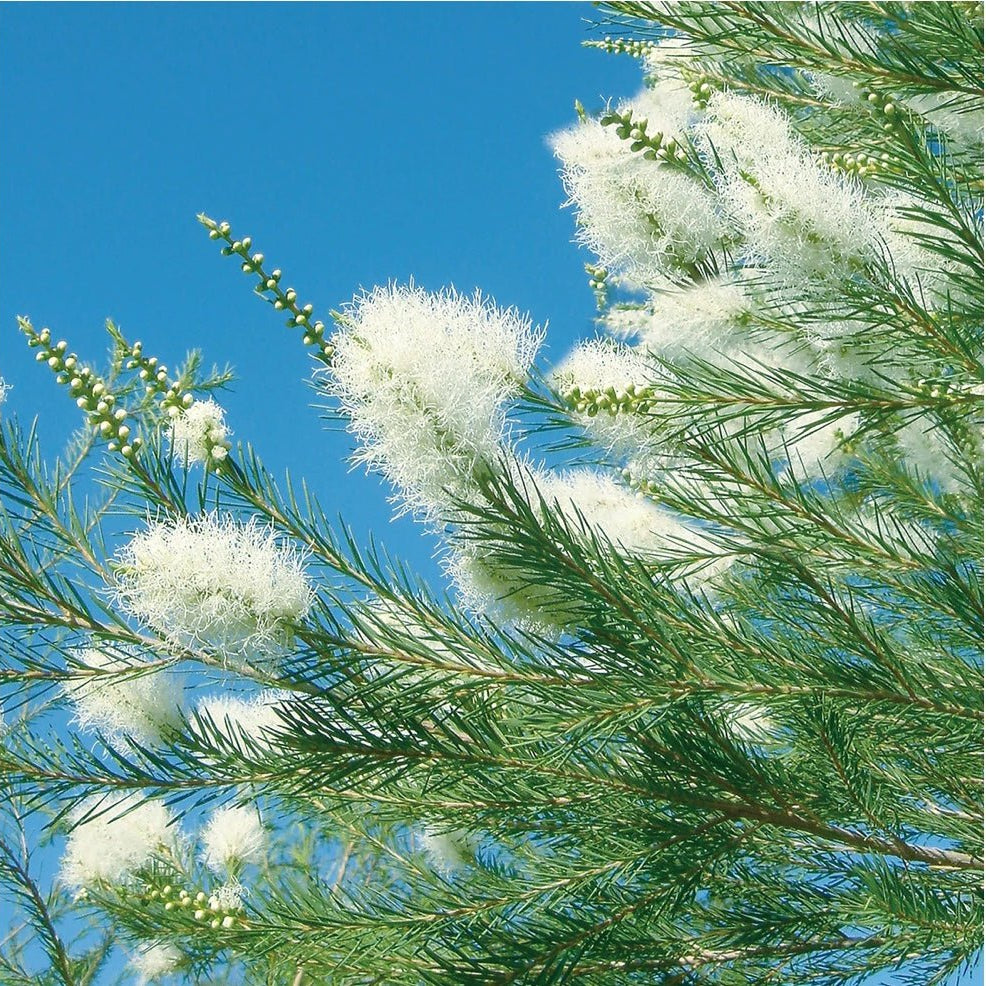 Canvas Tea Tree Essential Oil Organic - Elegant Beauty - Canvas