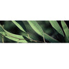 Canvas Eucalyptus Essential Oil Organic - Elegant Beauty-Canvas