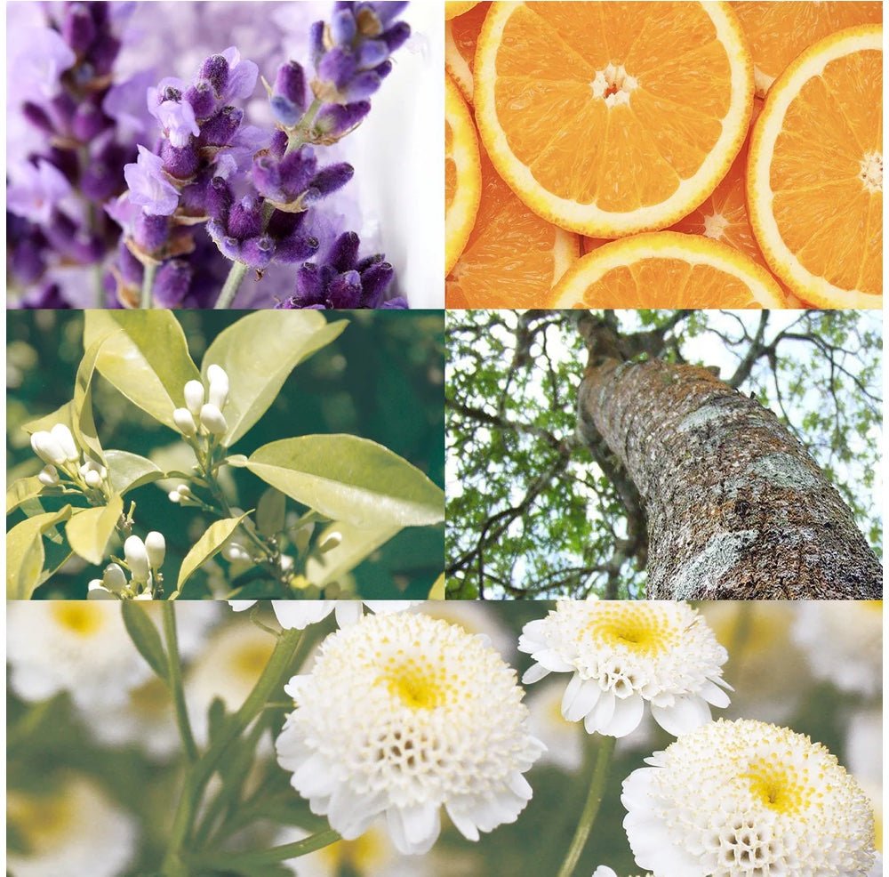 Canvas Bedtime Calm Essential Oil Blend - Elegant Beauty - Canvas