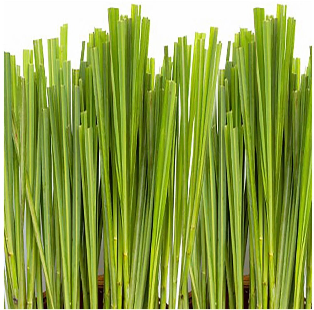 Canvas Citronella Essential Oil - Elegant Beauty - Canvas