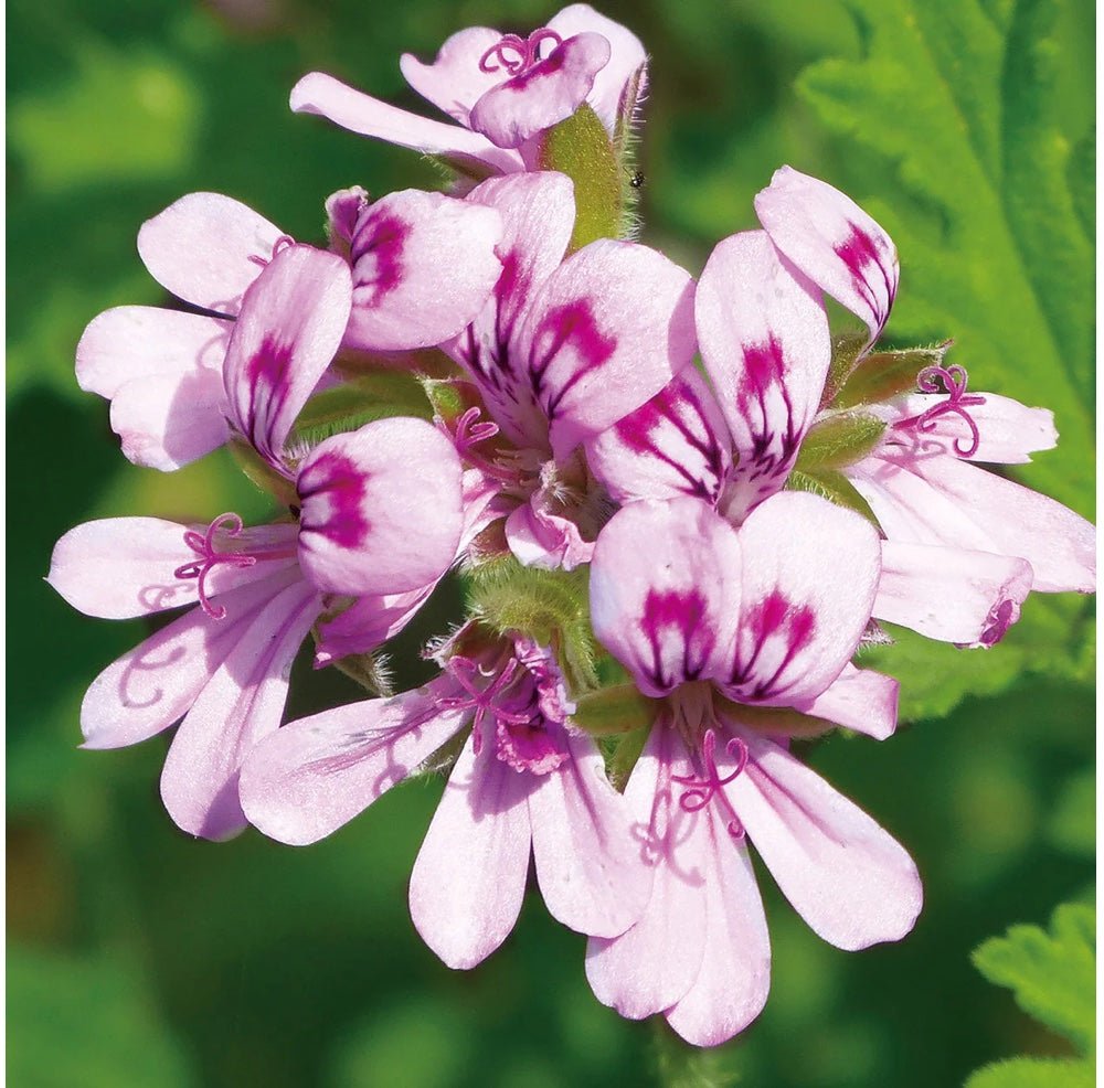 Canvas Geranium Egyptian Essential Oil Organic - Elegant Beauty - Canvas