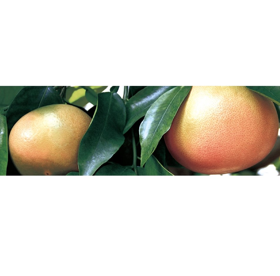 Canvas Grapefruit Essential Oil - Elegant Beauty - Canvas