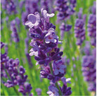 Canvas Lavender Essential Oil Organic - Elegant Beauty - Canvas