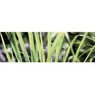 Canvas Lemongrass Nepal Essential Oil Organic - Elegant Beauty - Canvas