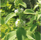 Canvas Peppermint Arvensis Essential Oil Organic - Elegant Beauty - Canvas