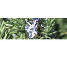 Canvas Rosemary Essential Oil Organic - Elegant Beauty - Canvas