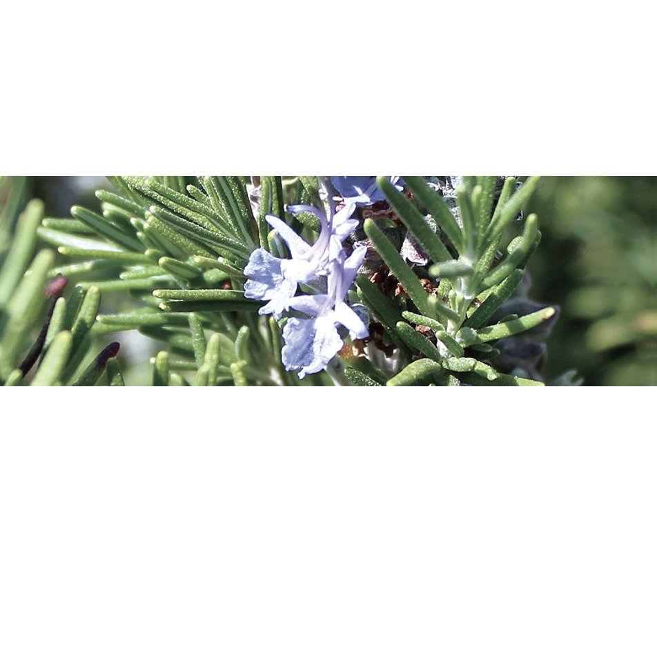 Canvas Rosemary Essential Oil Organic - Elegant Beauty - Canvas