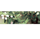 Canvas Tea Tree Essential Oil Organic - Elegant Beauty - Canvas