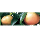 (Expired Date 01/2026) Canvas Grapefruit Essential Oil - Elegant Beauty - Canvas