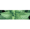 Canvas Peppermint Arvensis Essential Oil Organic - Elegant Beauty-Canvas